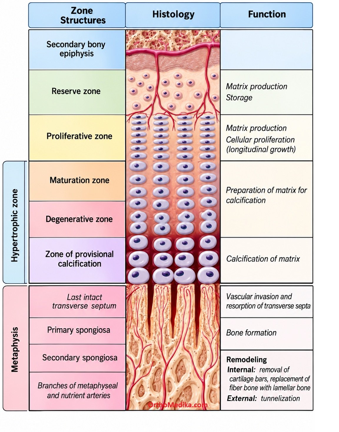 Growth plates anatomy